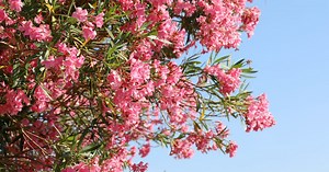 Deux jours suffisent : cette astuce fait exploser les fleurs de votre laurier rose comme jamais