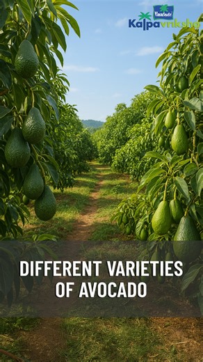 47K views · 438 reactions | Avocado varieties cultivated in Tamil...