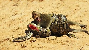 1.1K views · 30 reactions | Brave Boys Rescues Monkey From Python Attack | AnimalsWow | Facebook