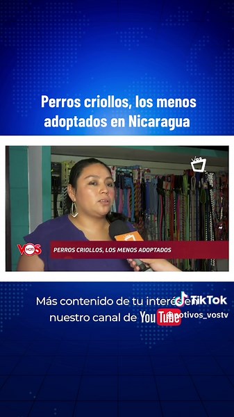 Perros Criollos: Valor en la Adopción en Nicaragua