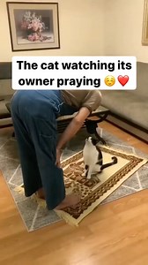 3M views · 10K reactions | The cat watching its owner praying ☺️❤️ | Muslim Hub | Facebook