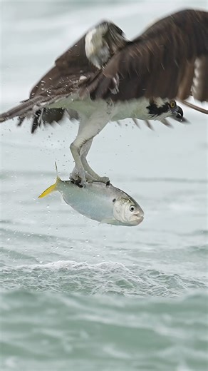 168K views · 7.3K reactions | The ospreys that fish the Atlantic...