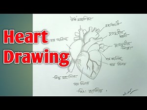 How to draw human heart//সহজ পদ্ধতিতে মানব হৃৎপিণ্ড অংকন