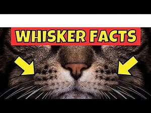 😱10 Amazing Cat Whisker Facts 🐱 | Secrets Every Cat Lover Must Know!