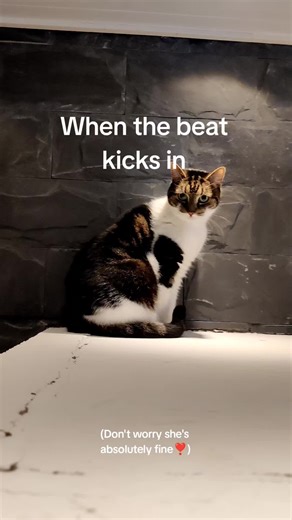 All good, just a hairball situation.. 😺 #dancingcat #whenthebeatdrops #cats #fyp #feelthemusic