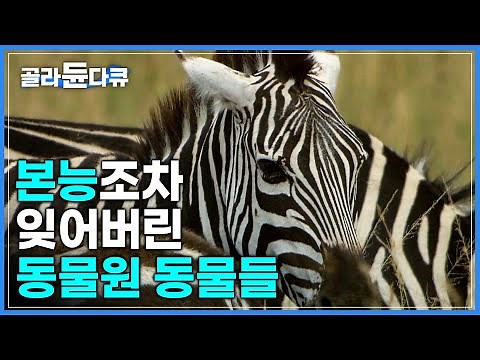 ‘동물원 속 동물은 행복할까요?’ 태어나자마자 사람 손에 길러져 울음소리조차 낼 줄 모르는 동물들│좁은 울타리 안이 자신의 세계 전부│하나뿐인 지구│#골라듄다큐