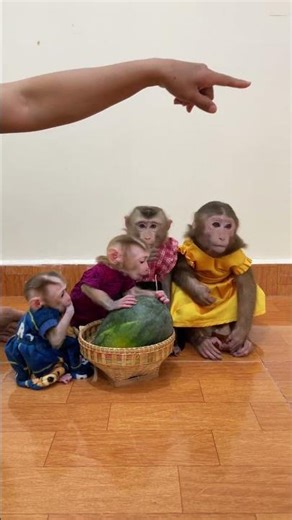 Smart&Cute BAby Monkey In Home
