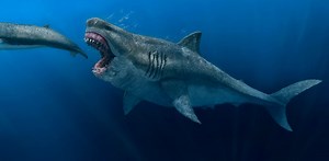 Ancient megalodon super-predators could swallow a great white shark whole, new model reveals