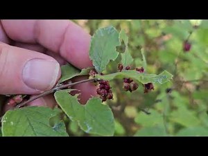 ID That Tree: Coralberry