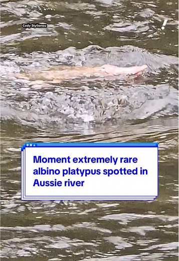 Moment extremely rare albino platypus spotted in Aussie river 😮 #yahooaustralia