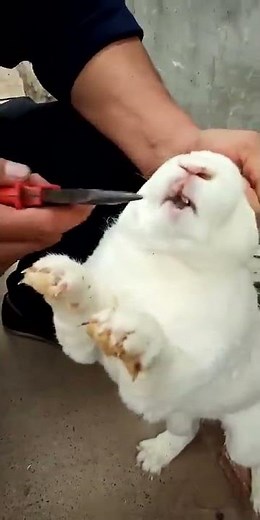 Rabbit's teeth are too long, affecting eating and must be cut off