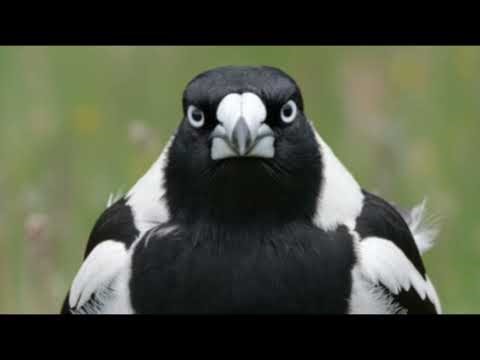 Australian Magpie - Bird calls and pics here on 11