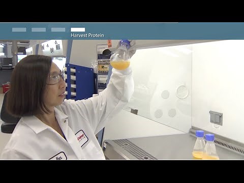 ExpiCHO: Transient CHO Expression Protocol