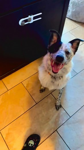 Meet Boaz or Bo. He is a long-term foster for an active duty Marine. He is a Blue Heeler & Lucy and Bo have been playing a lot. #blueheeler #goldenshepherd | Tresa Thomas