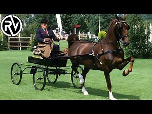 Caballo Hackney Ingles | Una Raza de Tradición Británica
