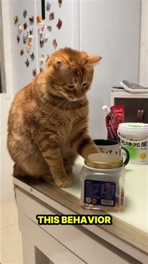 Why Cats Knock Things Over?