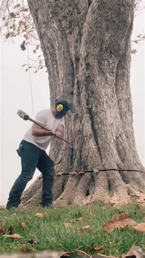 Giant Tree Removal Process: Satisfying ASMR Experience