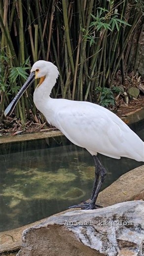 Spoonbill Bird Searching for Food | Amazing Water Bird #birds #shorts