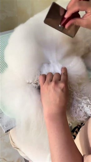 Loose Pet Hair Gone Instantly 🐶🐱 #cat#dhgate #dhgatefinds #coolgadgets #dog