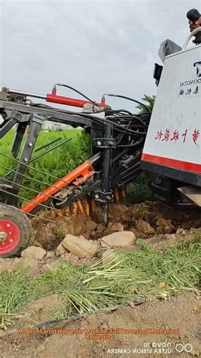 Modern Carrot Harvester Machine: Full Process of Mechanical Harvesting
