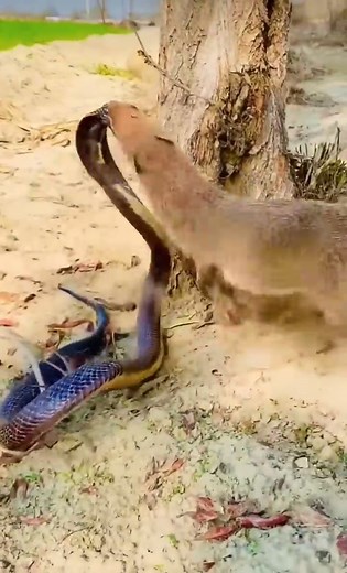 Mongoose vs Cobra #ajkenyasafaris #kenyaluxurysafaris | Aj Kenya Safaris Ltd