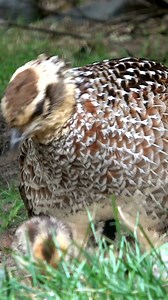 38 reactions | Pheasant Hen and Her Adorable Chicks! ...