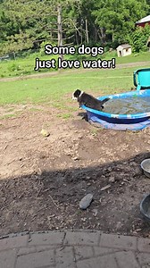 I only call these dogs "Special Needs" because they having Shaking Puppy Syndrome. I never told them that, so they just go on, living their best lives, doing all the fun things. @Highlight #emotionalrescuedogs #love #specialneedsdogs #rescue | Emotional Rescue LLC