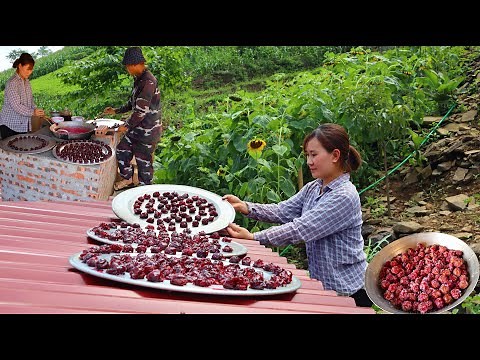 plum season | making plum syrup and sun-dried plums | live with nature