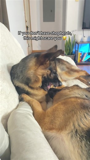 German Shepherds in the Ring: A WWE Experience