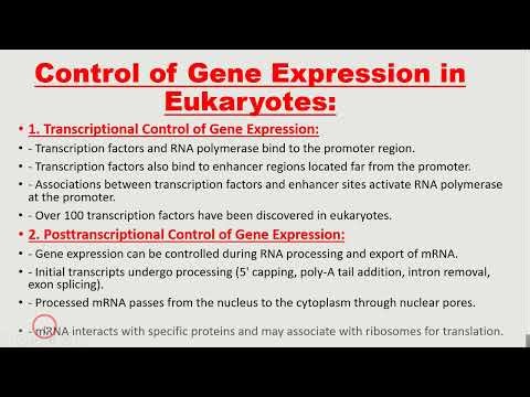 Control of Gene Expression in Eukaryotes: