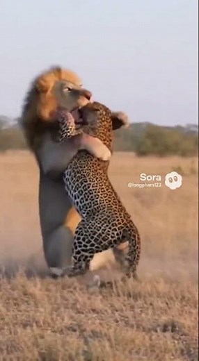 Lion vs Leopard Bloody Showdown Caught on Camera