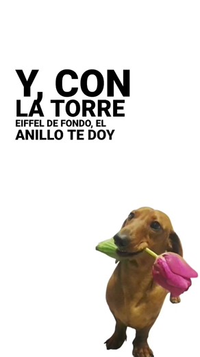 Cuento de Cenicienta y Tulipanes en Canciones