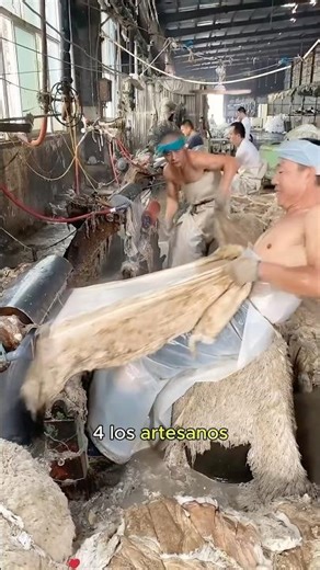 The process of producing wool blankets#youtube #knowledge #us #friendship %#didyouknow #amazing