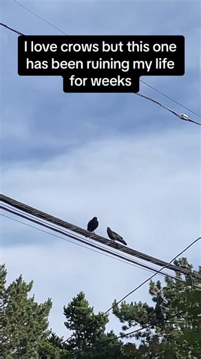 #squawkward #squawk #loud #annoying #crows #crow #bird #birds