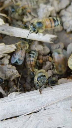 Life of a Worker Bee | From Birth to Death Inside the Hive