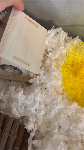 Our New Pet Hamster | 1980sGamer