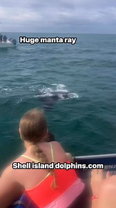 Join us on a tour at shell island Panama City! #EcoTourism #PCB #sharks #MantaRay #marinelife #sealife #beach | Shell Island Dolphin Tours LLC