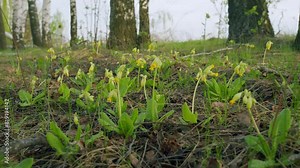 Flowering Reserve. Cowslip Primrose. Young And Yellow Inflorescences Of Cowslip Primula Veris. Late Spring Meadow. Steadicam Shot.