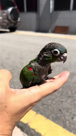 Crimson Bellied Conure Being Cute and Playful 😍🦜