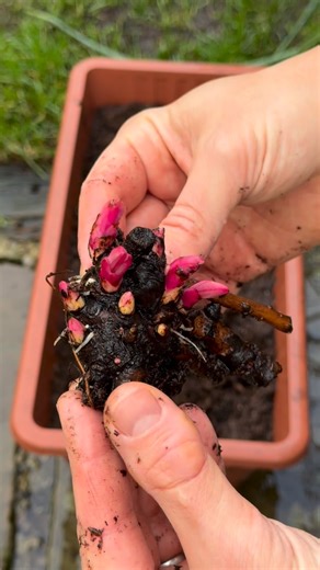 Tom Strowlger on Instagram: "Planting Peony Bare Roots 🌸 Please do watch and listen along 👍 Please order Peony Bare Roots with my promo code TMTAWTOM12 for 12% off when you spend £20 or more at www.thompson-morgan.com @thompsonmorgan1855 Would you like a beautiful trough or pot for the garden? I’ve got a 5% discount promo code TOM5 for you at www.heritagepotcompany.co.uk @heritagepotcompany I’ve got a 10% discount promo code GWT10 for you at www.fieldcompost.co.uk @field_compost on Field No.23