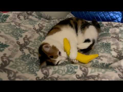 Cat Bunny Kicks Brand-New Toy