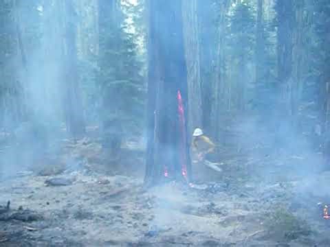 EXPLODING, Gnarly Cedar tree on FIRE!!!