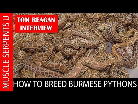 BURMESE PYTHONS BREEDING SECRETS with TOM REAGAN