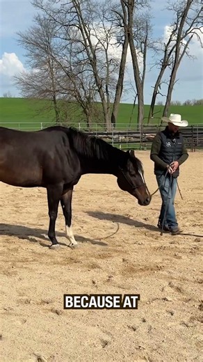 Is your horse emotional in the outdoor arena? #horses #horsetraining