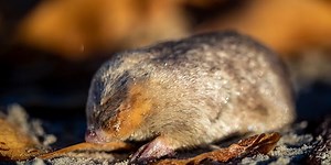 Mole with super hearing thought to be extinct found on South African beach
