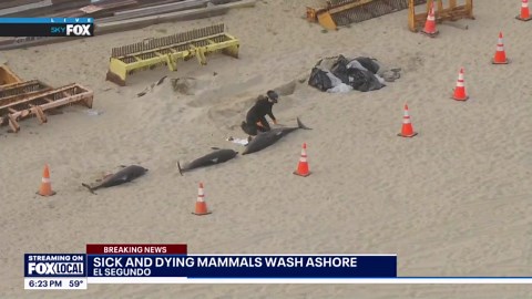 Dead dolphins wash up on shore in SoCal