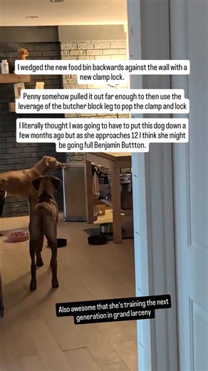 Bins are temporary, Mayhem is forever | markingourterritory