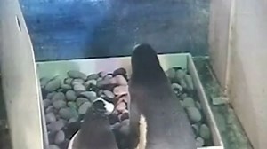 Shocking video: Male penguin eats its chick