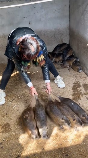 Little paws, big heart #PetLife #CuddleBug #FurryLove | Majestic Peacocks