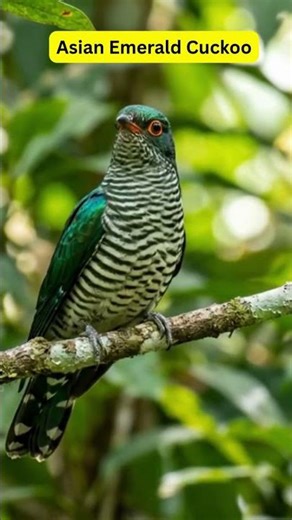 Songs from the Shadowed Trees: Relaxing Cuckoo Calls! #wildlife #stressrelief #rest #coolmind